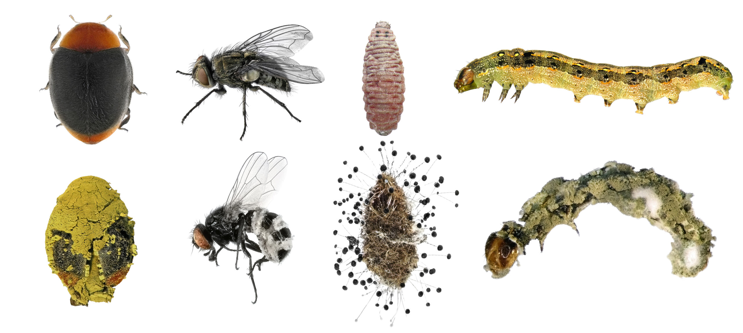 Entomopathogenic,Fungi,On,Insects,-,Beauveria,Bassiana,And,Metarhizium,Anisopliae