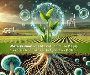 Ilustración de Metarhizium en el control de plagas e interactuando con las raíces de las plantas, mejorando la absorción de nutrientes y promoviendo un desarrollo radicular saludable