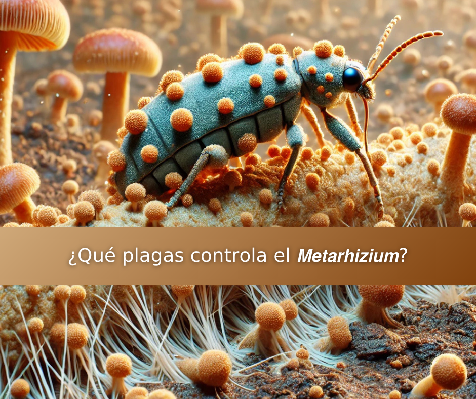insecticida biologico con metarhizium actuando en plaga