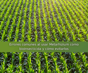 Aplicación agrícola profesional para evitar errores comunes al usar Metarhizium como bioinsecticida