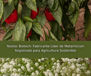Nostoc Biotech: Fabricante Líder de Metarhizium Registrado para Agricultura Sostenible