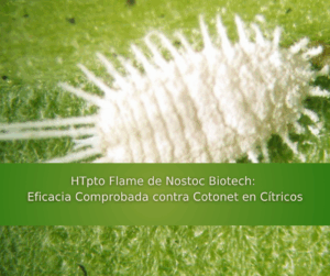 HTpto Flame de Nostoc Biotech: Eficacia Comprobada contra Cotonet en Cítricos