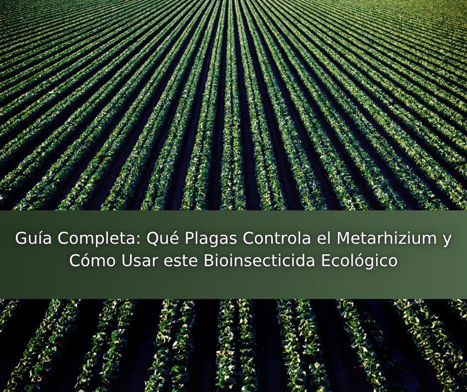 Guía Completa: Qué Plagas Controla el Metarhizium y Cómo Usar este Bioinsecticida Ecológico
