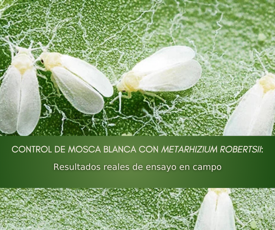 mosca blanca metarhizium