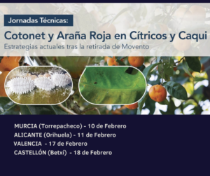 Metarhizium en el manejo del cotonet en cítricos y caqui mediante aplicación vía riego
