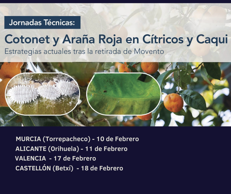 Metarhizium en el manejo del cotonet en cítricos y caqui mediante aplicación vía riego